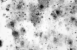 How-mold-effects-your-new-jersey-home