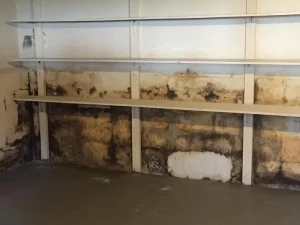 Moldy-Basement-Walls-New-Jersey-2