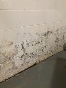 quality mold removal contractors new jersey