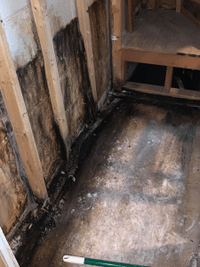 Mold-remediation-2
