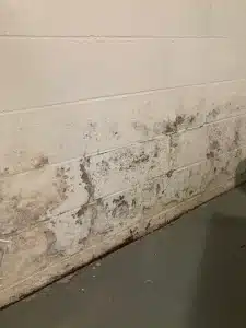 Mold remediation