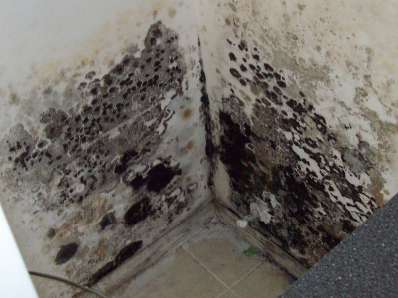 Mold infestation covers white walls in a room corner, showing black spots and discoloration. The mood is one of neglect and deterioration.