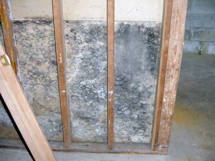 Wood framing surrounds a heavily mold-infested wall, with dark patches on concrete, indicating significant water damage in a basement setting.